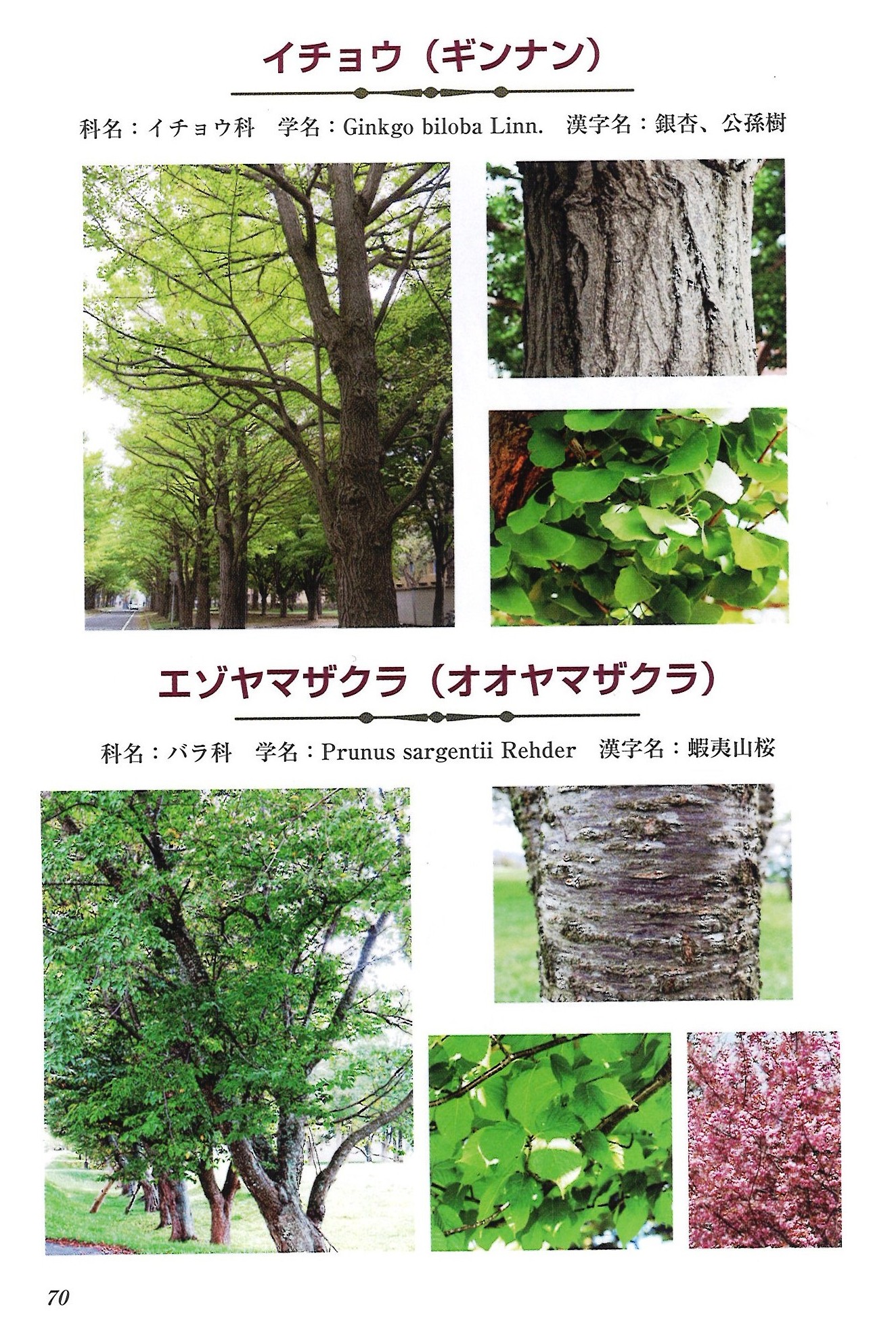 樹木の名前を知る図鑑 を発刊 大好評 北海道森と緑の会